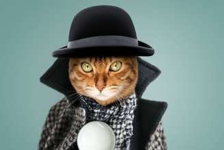 Nomes de personagens literários podem ser escolhas ideais para batizar gatos