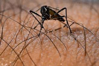 Itália teve mais de 380 casos de dengue autóctone entre 2006 e 2023