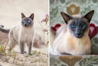 Os gatos thai e siâmes têm diferenças tanto na aparência quanto no comportamento