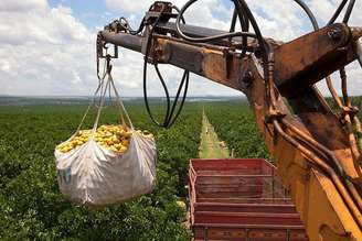 Setor de laranjas é um dos que mais exportam aos EUA