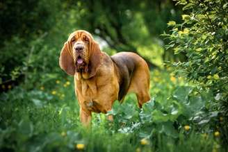 Os cachorros da raça bloodhound foram inicialmente utilizados na caça de grandes animais em florestas densas