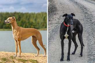 Apesar de pertencerem à família dos galgos, esses cães compartilham traços físicos e comportamentais diferentes