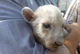 Leões nasceram no início da semana passada, mas a mãe se sentiu atraída pelos filhotes mais velhos