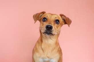 O vira-lata caramelo é um verdadeiro ícone da cultura nacional