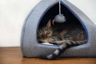 Gato tigrado dentro de caminha iglu