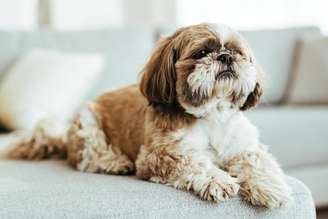 Shih-tzu é uma das raç;as indicadas para criar em apartamento