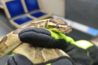 Cobra chamada 'Lucius' foi batizada em homenagem ao personagem Lucius Malfoy, de Harry Potter
