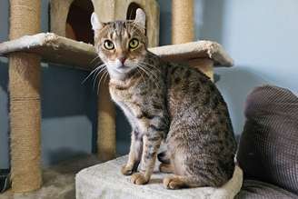 A raça highlander é relativamente recente e foi desenvolvida em 2004