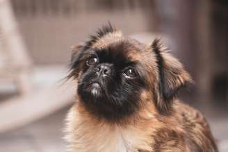 Os cachorros com focinho curto são adoráveis, mas exigem cuidados específicos