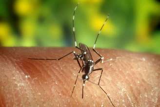 Mosquito transmissor da febre do Nilo Ocidental