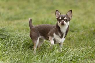Chihuahua está entre as raças de cães com uma expectativa de vida longa