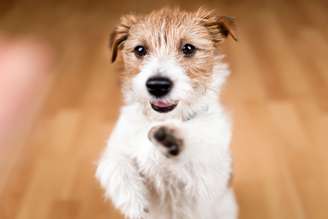 O cachorro “fiapo de manga” é reconhecido pelos pelos arrepiados que viraram marca registrada