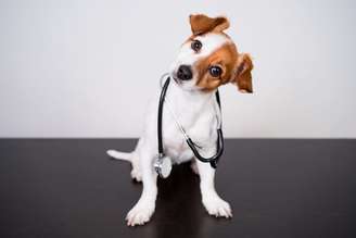 Cuidados simples com os pets ajudam a prevenir doenças
