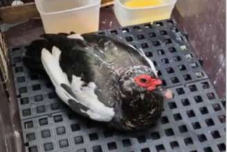 Pata foi vítima de abuso de homem contratado por dona para cuidar de animais em Peruíbe