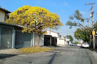 Floração de ipês amarelos na cidade de São Paulo (SP), em 11 de setembro de 2025. O inverno tardio e o calor atípico para esta época do ano, além do prenúncio da chegada da primavera, influenciam na floração da espécie.