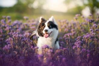Os pets precisam de atenção redobrada durante a primavera