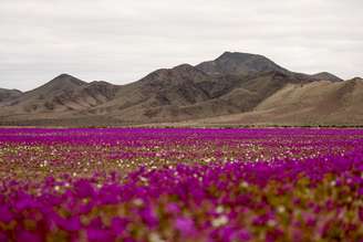 O Deserto do Atacama está coberto de flores após uma chuva incomum 