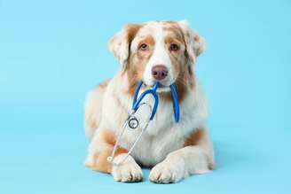 Cães e gatos também podem desenvolver câncer