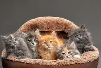 Além de influenciar a aparência, as cores dos gatos também estão ligadas à saúde, ao comportamento e à herança genética