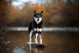 O pastor finlandês da lapônia é um cachorro inteligente e ativo
