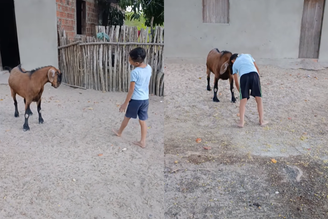 João Feliphe e o bode Théo brincando