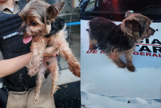 Câmeras de segurança registraram o momento em que Ozzy foi levado