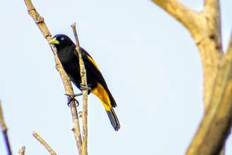 Esse pássaro é capaz de sintetizar uma diversidade de timbres, reproduzindo desde o canto de mais de 20 espécies diferentes de aves até sons de insetos e barulhos do ambiente – DiogoKanouté/Wikimedia Commons