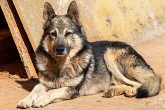 Conhecido como “policialzinho”, o cão pastor da Mantiqueira domina o pastoreio mesmo em terrenos acidentados