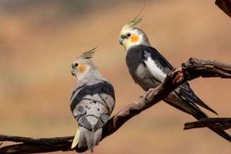 As calopsitas são aves nativas das regiões áridas e semiáridas da Austrália