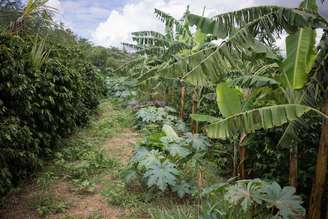 Agroflorestas, como esta em Campinas (SP), são um exemplo de solução baseada na natureza que remunera bem os investimentos