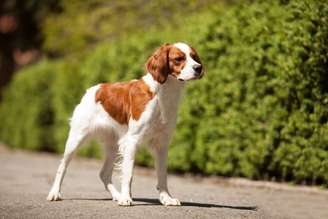 As características marcantes do spaniel bretão fizeram com que ele ganhasse espaço também como animal de estimação