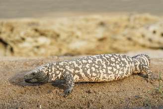 Conheça lagarto que inspirou medicamento e foi tema de questão
