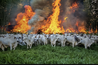 Manejo do fogo como aliado da preservação -inspirado nas técnicas milenares dos povos originários - e desenvolvimento de soluções baseadas na natureza para minimizar a geração de gases de efeito estufa pela pecuária estão entre os trabalhos da ciência do Brasil e da Austrália que nossa equipe visitou neste episódio do podcast "Vozes do Sul". Composição fotográfica de Élio Lima / Agência Cenarium