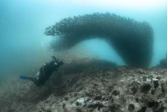 Fabi Fregonesi e cardume de Black Salemas - Galápagos