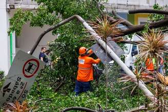 Queda de uma árvore durante ventania em São Paulo