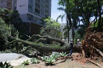 Árvore que caiu na Vila Mariana, em São Paulo, durante o vendaval desta quarta-feira, 10