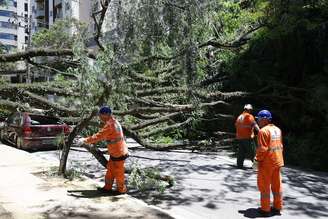 Queda de árvore também foi registrada na Avenida Prefeito Fábio Prado, na Vila Mariana.