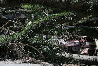Rajadas fortes de vento resultaram na queda de centenas de árvores na Grande São Paulo