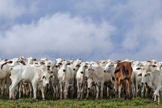 Brasil deve superar os Estados Unidos e se tornar o maior produtor de carne bovina em 2025