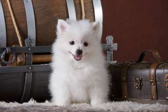 Apesar de parecidos, o spitz alemão e o volpino italiano são cachorros diferentes