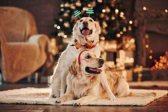Os pets também merecem participar das comemorações de Natal