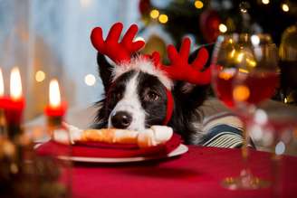 As comidas de Natal e Ano-Novo podem ser prejudiciais à saúde dos cachorros