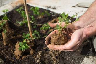 Arborização é um dos requisitos para o IPTU Verde