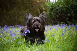 Conhecido pela elegância e lealdade, o cachorro da raça skye terrier necessita de cuidados específicos com a alimentação, a saúde e a socialização