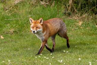 As raposas estão distribuídas por quase todo o planeta e se adaptam facilmente a diferentes ambientes