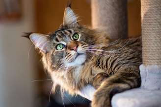 Algumas raças de gatos se destacam justamente pela curiosidade intensa