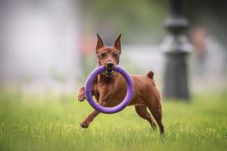 Alguns nomes podem combinar perfeitamente com a personalidade do pinscher