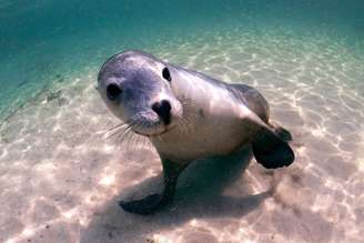 O leão-marinho é um mamífero marinho que vive principalmente em regiões costeiras
