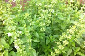 A alfavaca é uma aliada natural para incluir mais saúde na rotina