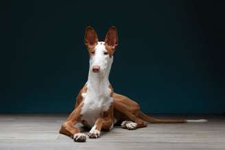 Os cães de origem espanhola não apenas refletem a herança e a tradição do país, mas também demonstram diversas qualidades